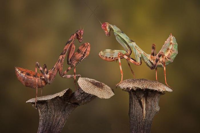 Beautiful Photos of Insects (20 pics)