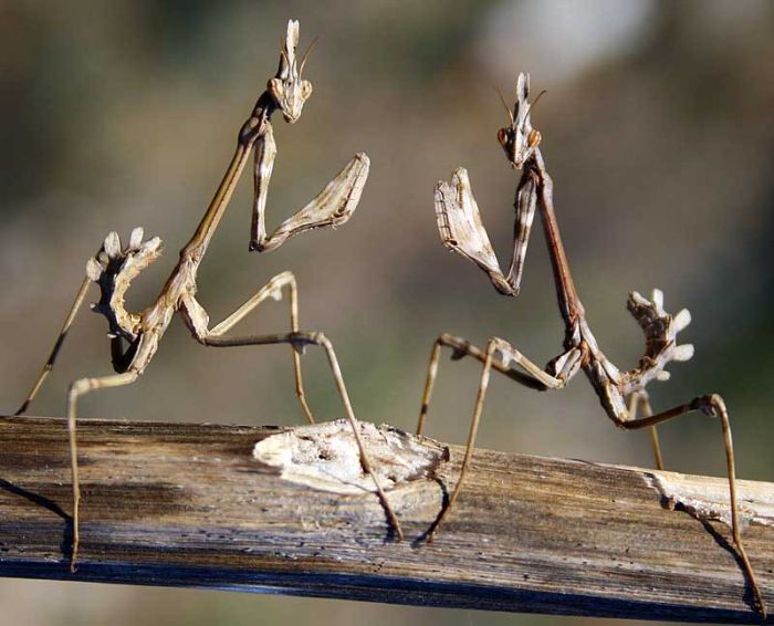 Beautiful Photos of Insects (20 pics)