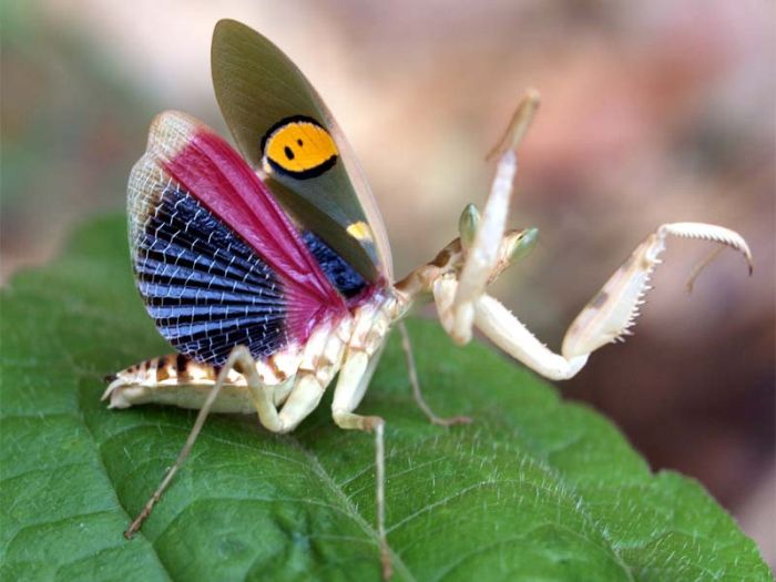 Beautiful Photos of Insects (20 pics)