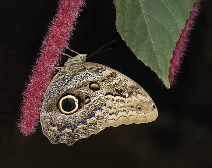 Beautiful Photos of Insects (20 pics)