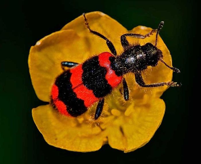 Beautiful Photos of Insects (20 pics)
