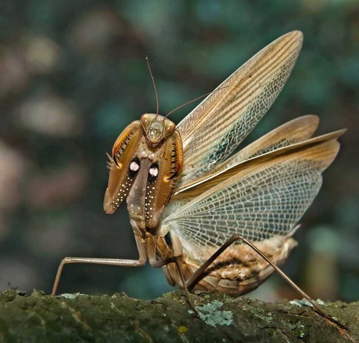 Beautiful Photos of Insects (20 pics)