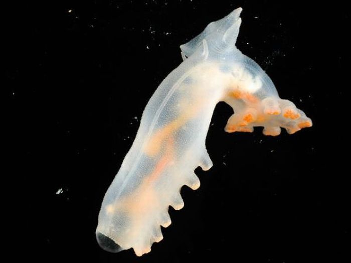 Beautiful Underwater Creatures of the Atlantic Ocean (10 pics)