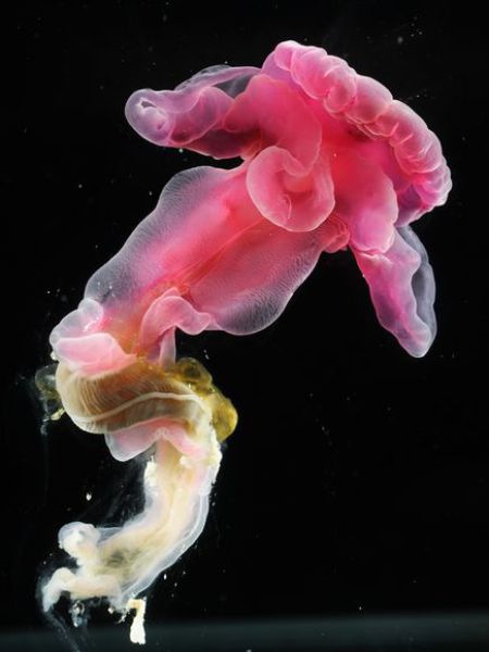 Beautiful Underwater Creatures of the Atlantic Ocean (10 pics)