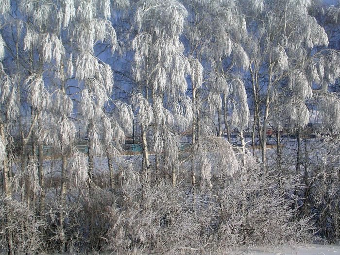 Beautiful Winter Photos (49 pics)