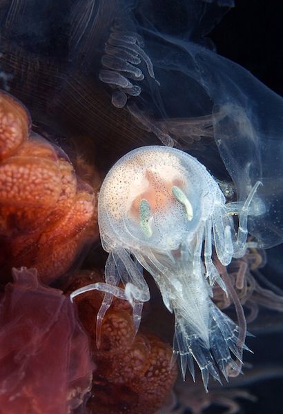 Stunning Underwater Photographs of the White Sea (120 pics)
