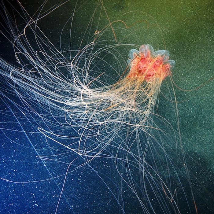 Stunning Underwater Photographs of the White Sea (120 pics)