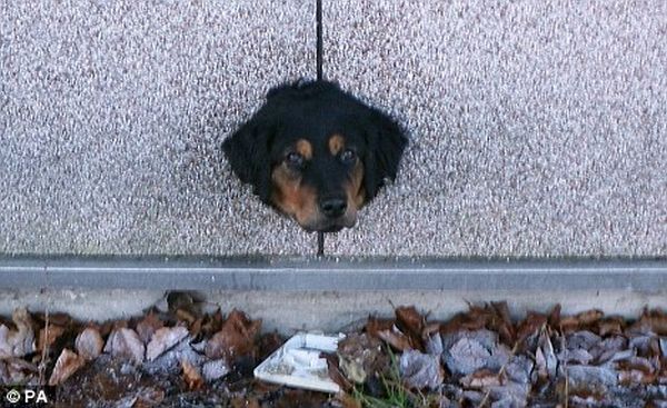Dog Tries to Escape (3 pics)