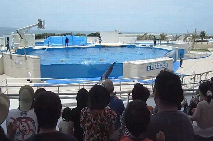 A Dolphin Jumped Out Of the Pool (5 pics)