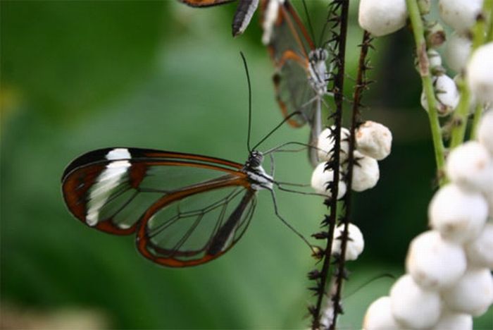 Glasswing Butterfly (10 pics)