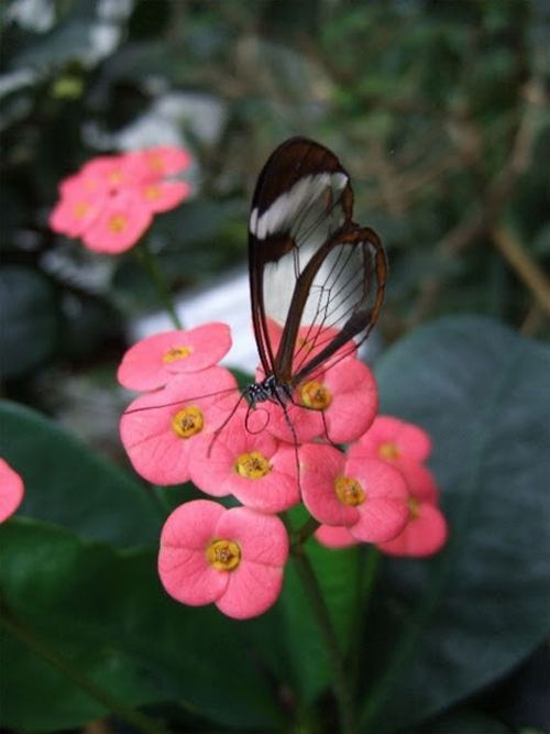 Glasswing Butterfly (10 pics)