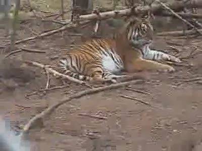 Man vs Tiger