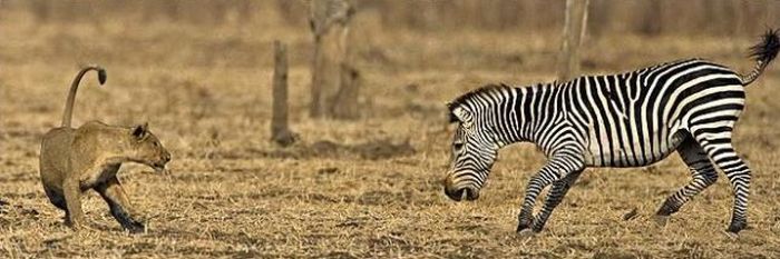 Zebras Know How To Protect Themselves (11 pics)