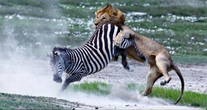 Zebras Know How To Protect Themselves (11 pics)
