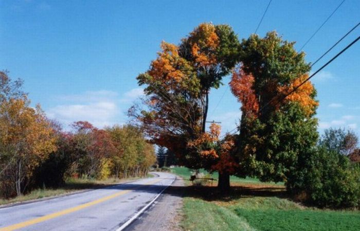 Beautiful Trees (16 pics)