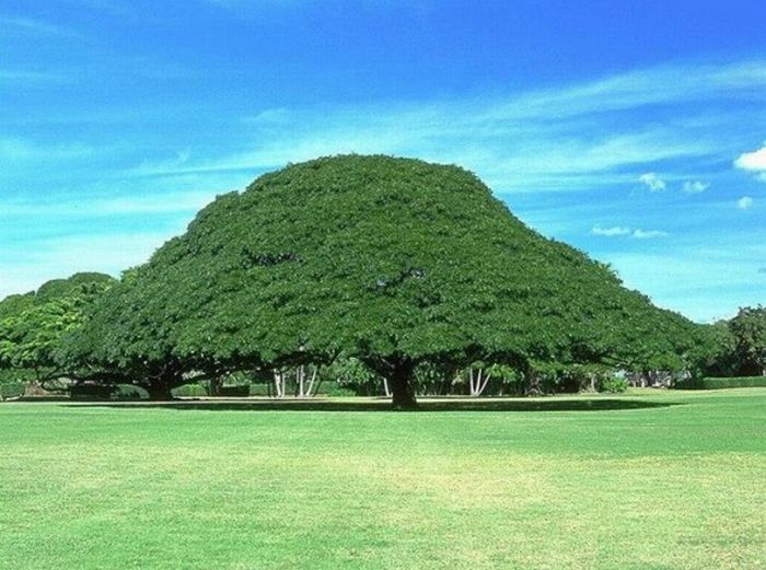 Beautiful Trees (16 pics)