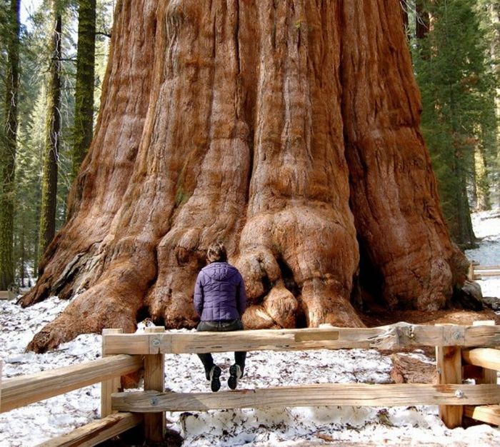 Beautiful Trees (16 pics)
