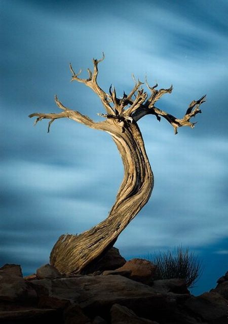 Beautiful Trees (16 pics)