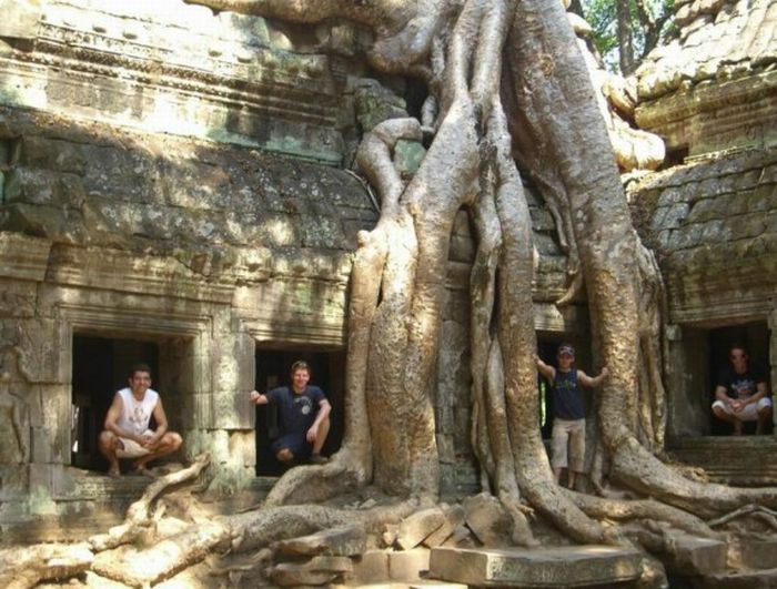 Beautiful Trees (16 pics)