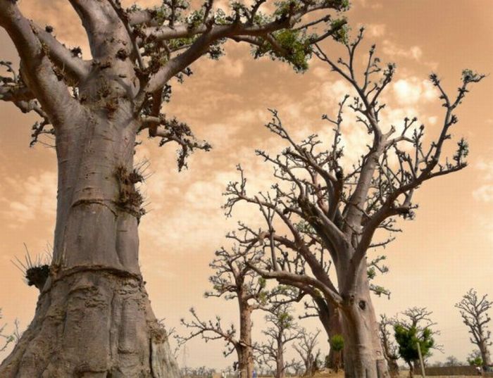 Beautiful Trees (16 pics)