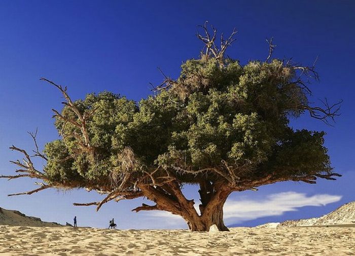 Beautiful Trees (16 pics)