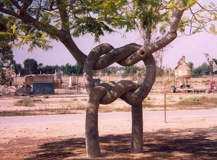 Beautiful Trees (16 pics)