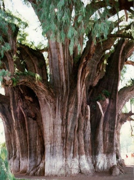 Beautiful Trees (16 pics)