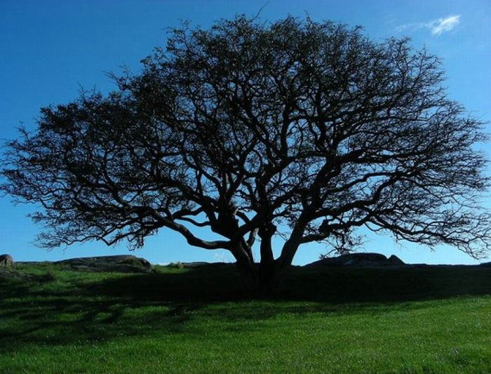 Beautiful Trees (16 pics)