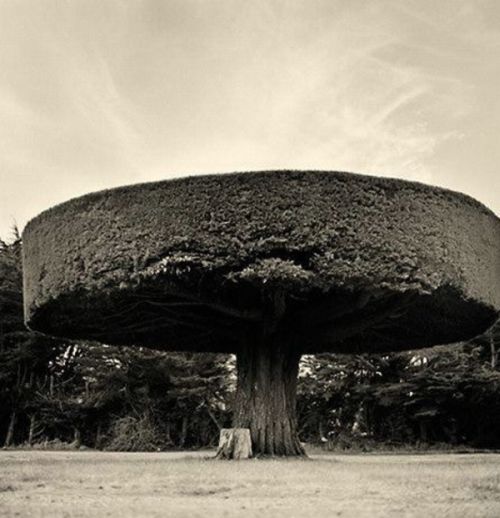 Beautiful Trees (16 pics)