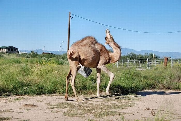 Camel vs Bin (19 pics)