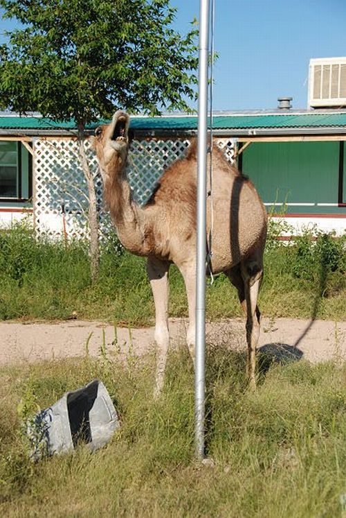 Camel vs Bin (19 pics)