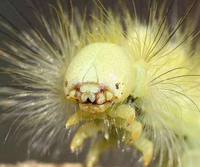 Insects That Look Like Aliens (16 pics)