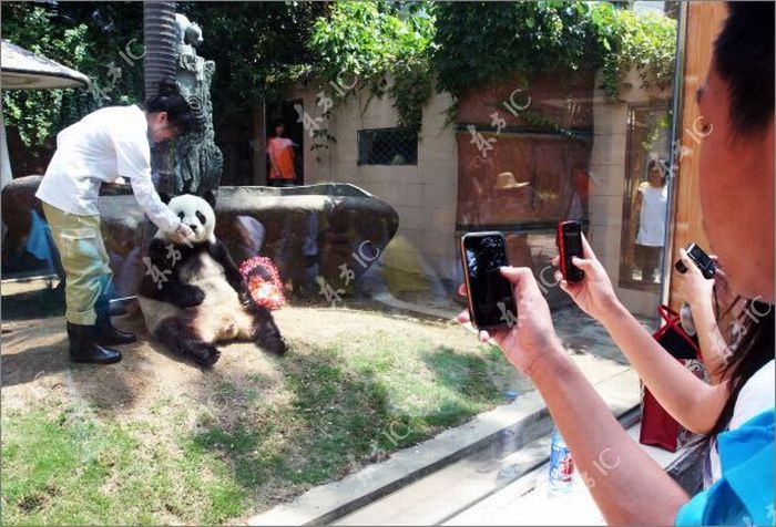 The Oldest Panda in China Celebrates Her 30th Birthday (9 pics)