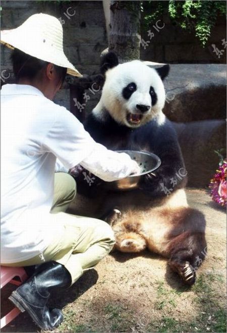 The Oldest Panda in China Celebrates Her 30th Birthday (9 pics)