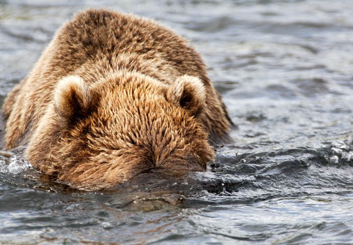 When Bears and Eagles Go Fishing (31 pics)