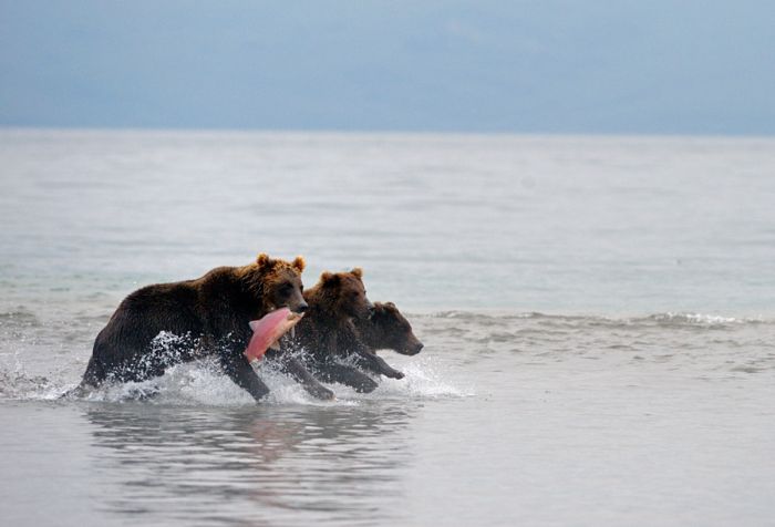 When Bears and Eagles Go Fishing (31 pics)
