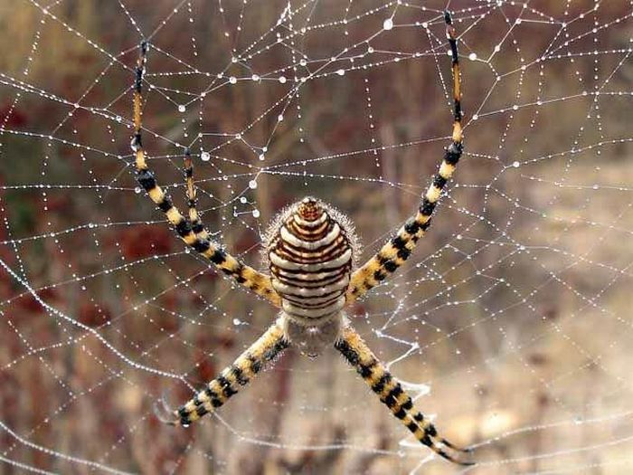 Mantis vs a Spider (8 pics)