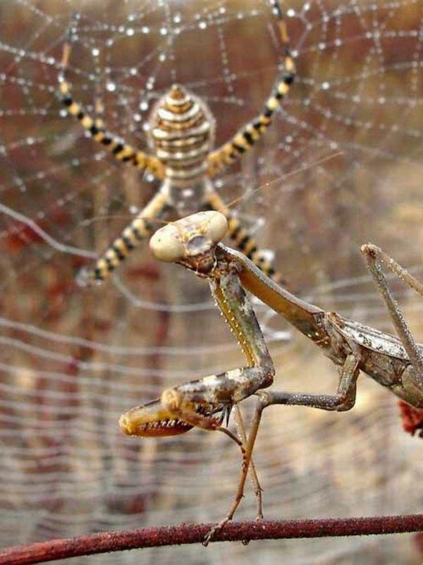 Mantis vs a Spider (8 pics)