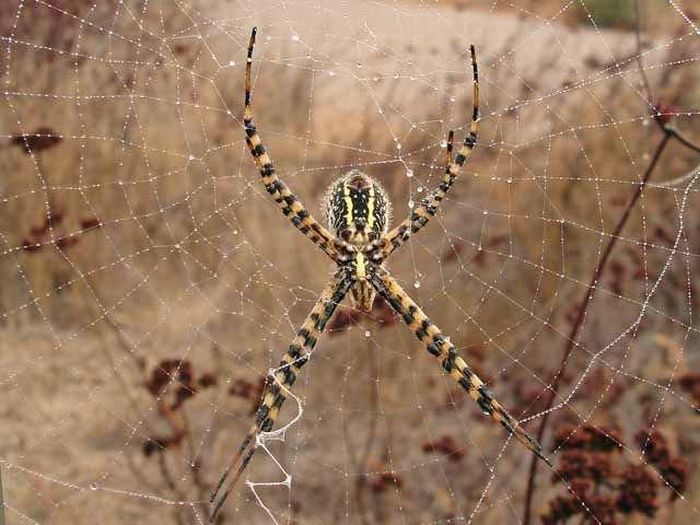 Mantis vs a Spider (8 pics)