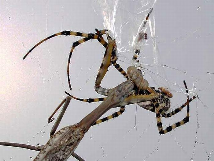 Mantis vs a Spider (8 pics)