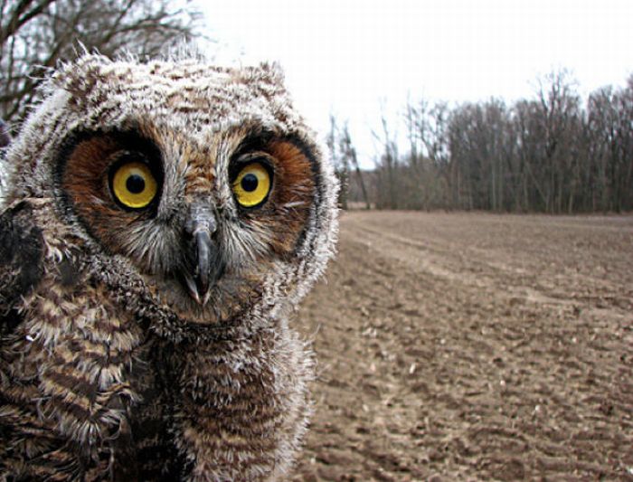 Funny Owls (21 pics)