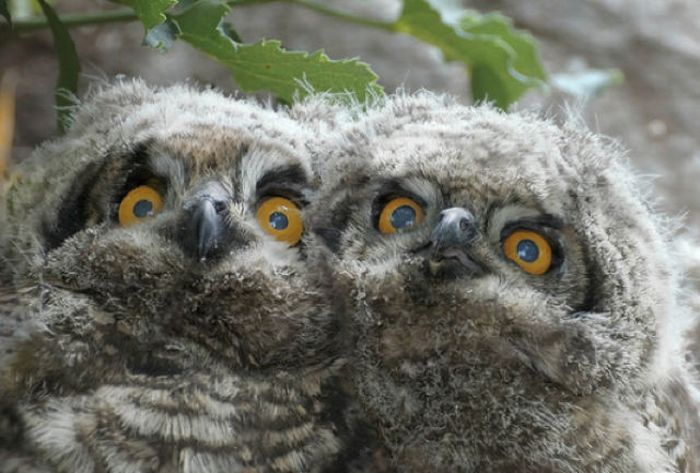 Funny Owls (21 pics)