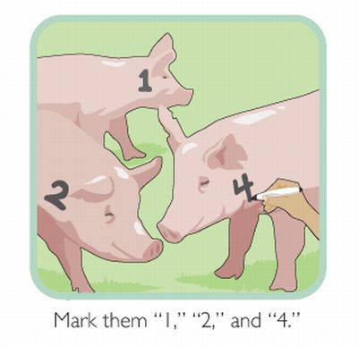 Pig Prank (4 pics)