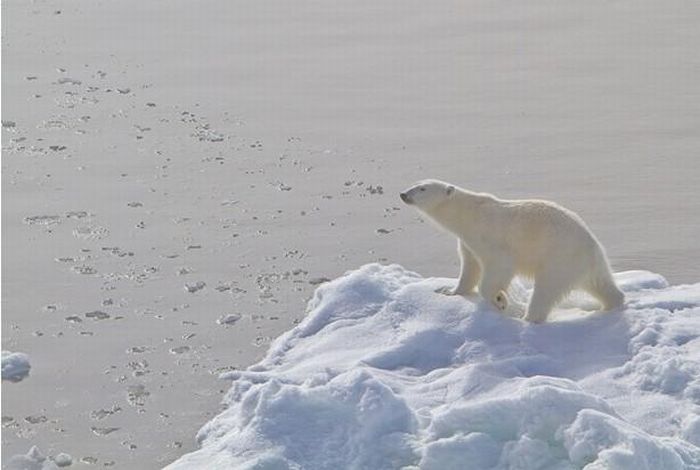 Polar Bear Came to Play (13 pics)