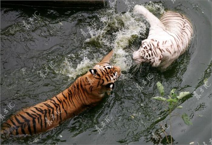 Tigers Fight for a Pool (15 pics)