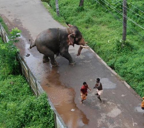 Elephant's Wild Run (5 pics)