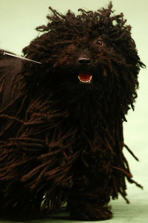 Worst Dog Haircuts (49 pics)