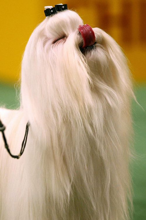 Worst Dog Haircuts (49 pics)