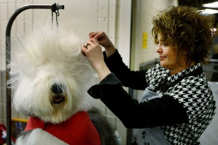 Worst Dog Haircuts (49 pics)