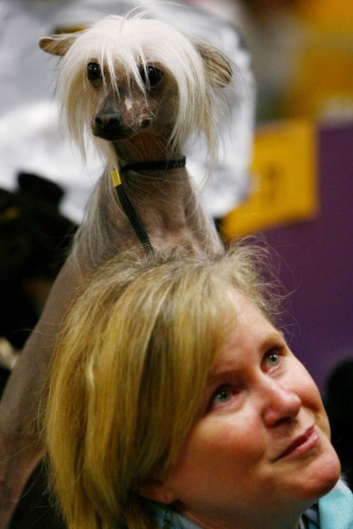 Worst Dog Haircuts (49 pics)